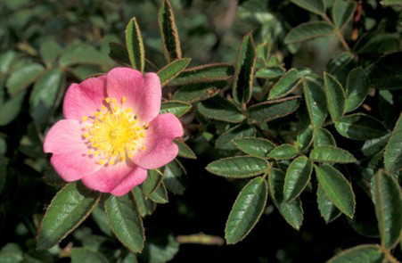 Rosa rubiginosa