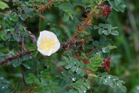 Rosa spinosissima