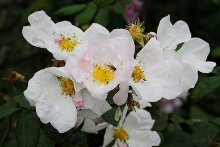 Rosa x richardii