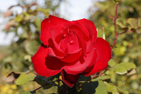 Red rose