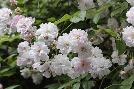 Paul's Himalayan Musk rose