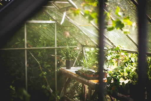 Image of a garden glass house full of plants.