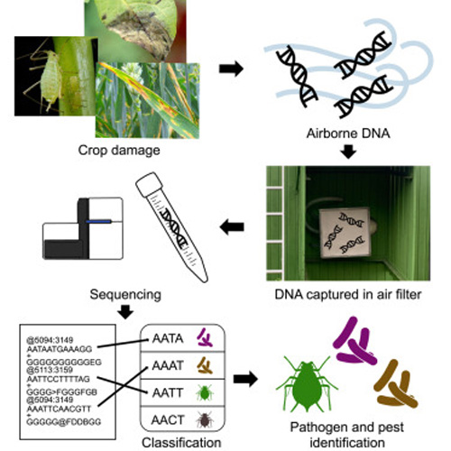 A flowchart showing how DNA is collected from the air and sequenced to identify crop pathogens and pests.
