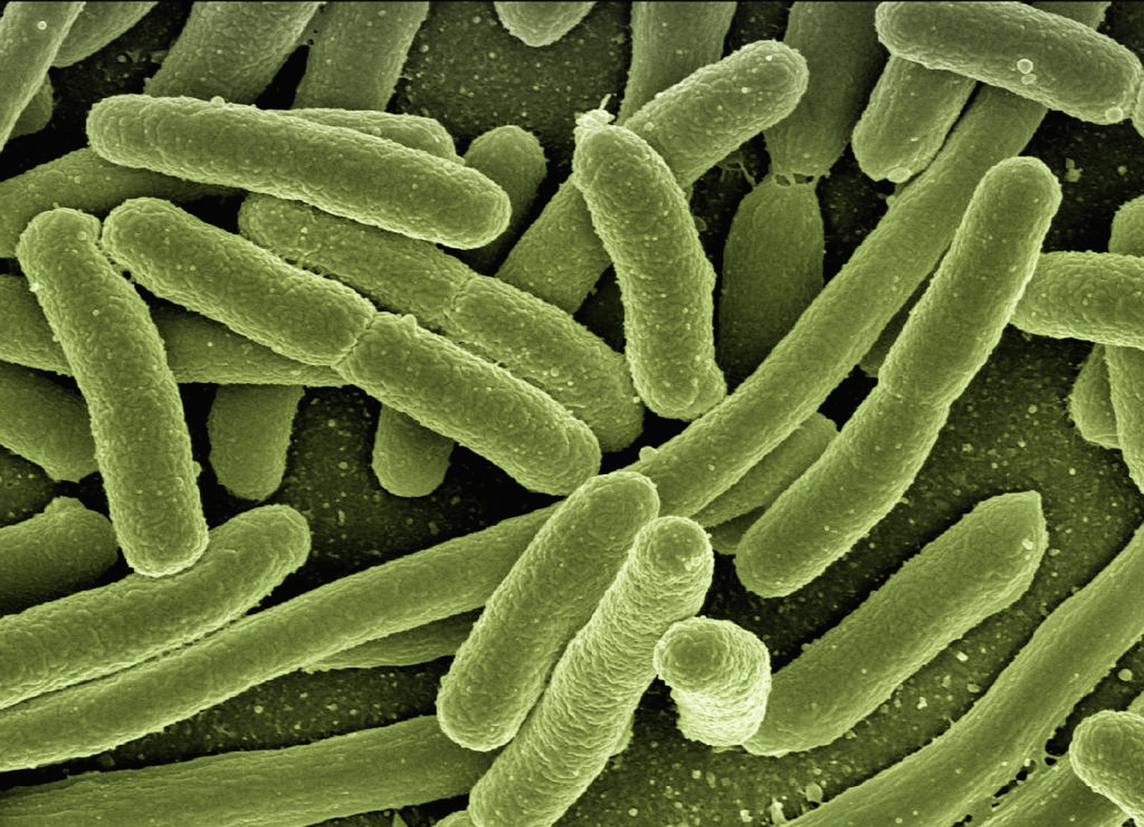 image of bacteria