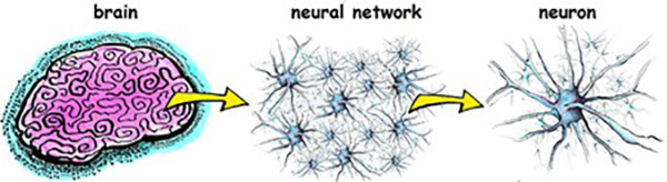 Brain to neural network to neuron