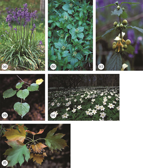 Figure 4 Species that may indicate ancient woodland in the south of the UK: (a) bluebell (Hyacinthoides nonscripta), (b) herb paris (Paris quadrifolia), (c) yellow archangel (Lamiastrum galeobdolon), (d) small-leaved lime (Tilia cordata), (e) wood anemone (Anemone nemorosa) and (f) wild service tree (Sorbus torminalis).