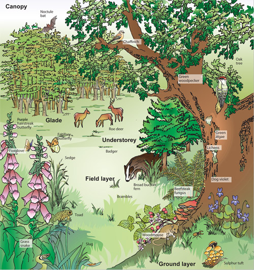 Figure 1 Broadleaved woodland showing the woodland structure and some of the main species and niches.