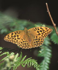 Figure 2 Silver washed fritillary (Argynnis paphia), a species found in sunny woodland glades.