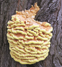 Figure 7 Sulphur polypore (Laetiporus sulphureus) – sometimes called 'the chicken of the woods', because it is thought to taste of chicken – is a specialised fungus of decaying wood.