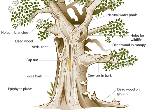 Figure 6 Ancient tree features, showing the range of habitats provided for specialist species of fungi and insects.