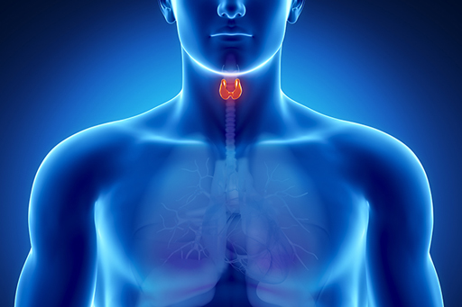 This image illustrates that the thyroid gland is in the throat.