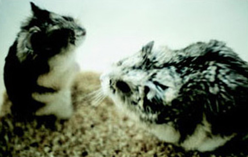 Djungarian hamsters (Phodopus campbelli)