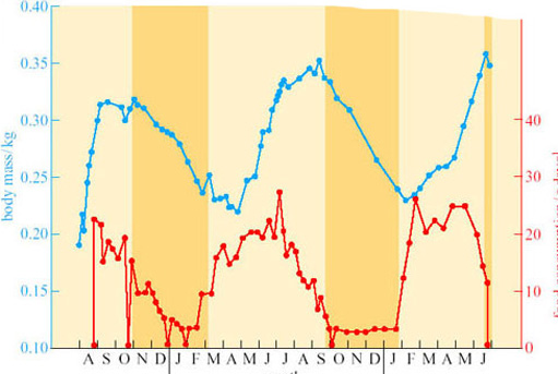 The circannual rhythms of body mass (blue), food consumption (red) and hibernation in the golden-mantled ground squirrel (Spermophilus lateralis). The shaded orange bars indicate periods of hibernation.
