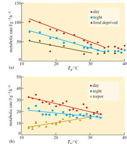 Metabolic rates versus ambient temperature in (a) Namaqua doves (Oena capensis) and (b) cloven-feathered doves (Drepanoptila holosericea)