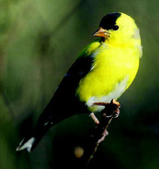 American goldfinch