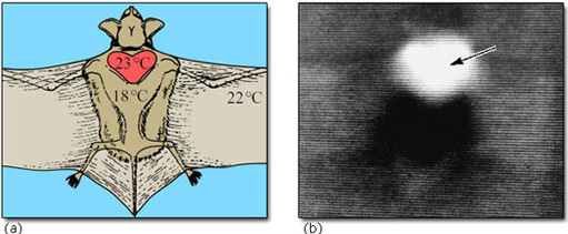 (a) A bat in position for thermography (dorsal side uppermost) showing the location of the interscapular region (red), and the major temperatures prevailing at the commencement of thermographic scannings, (b) Thermogram of the dorsal surface of a bat during its arousal from torpor. (The higher the temperature and intensity of infrared radiation from the skin, the brighter the image.)
