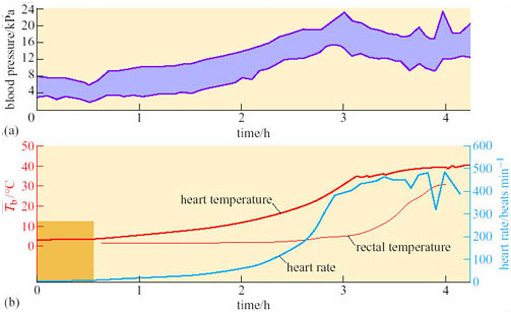 Blood pressure, heart rate, and rectal and heart temperatures in a 13-lined ground squirrel arousing from deep torpor after being disturbed, at a temperature of 3 degrees celcius. (The band indicating blood pressure shows the range between the systolic (upper value) blood pressure and diastolic (lower value) blood pressure.)