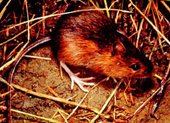 Meadow jumping mouse (Zapus hudsonius preblei)