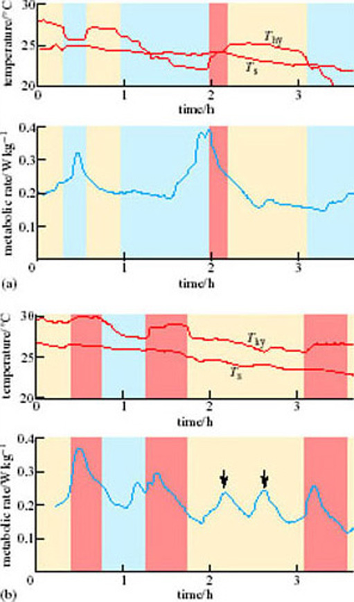 Entrance into hibernation of two marmots: (a) a smooth entry, (b) an irregular entry. The blue and orange bars indicate periods of hypothalamic cooling (blue) and heating (orange). The arrows in (b) indicate irregular bursts of raised rate of metabolism