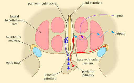 Map of control centres in the ventromedial area of the hypothalamus