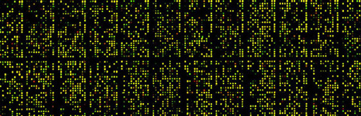 Example of a DNA microarray