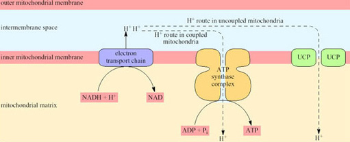 A schematic summary of proton translocation actions of UCP