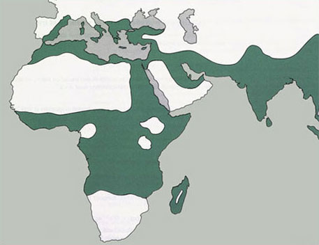 Figure 1 Areas of high incidence of thalassaemia