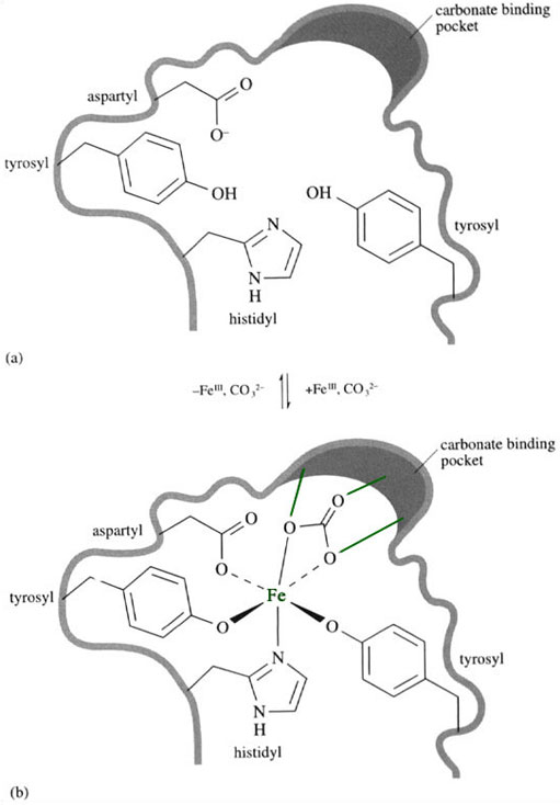Figure 9 (a) The iron binding site in transferrin; (b) the six-coordinate iron site; the coordination geometry is distorted octahedral. The carbonate is held in place by hydrogen bonds (green lines) to amino acid side-chains inside a small cleft.