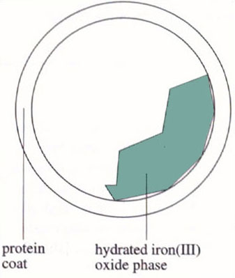Figure 12 Schematic diagram showing growth of iron(III) oxide within a ferritin macromolecule. The full ferritin contains about 4500 iron atoms.