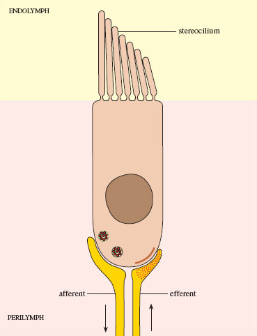 Hearing:  The organ of Corti and hair cells - OpenLearn - Open University