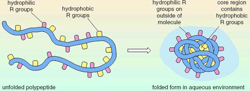hydrophobic and hydrophilic interactions in proteins