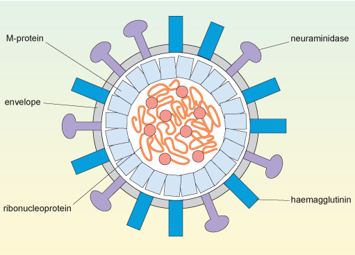 Influenza virus structure.