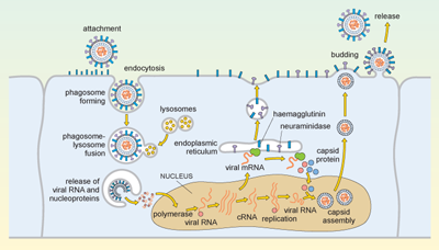 Influenza replication cycle.