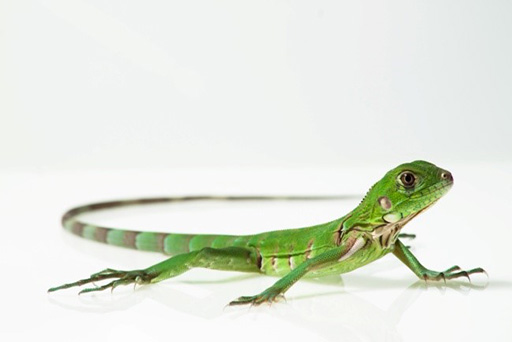 An image of a lizard with a long tail
