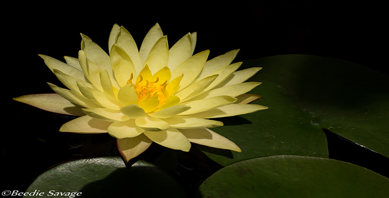 The Adur Carers Project