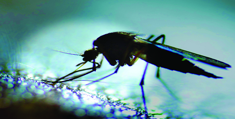 Mosquito resistance to insecticides
