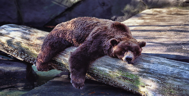 Animals at the extremes: hibernation and torpor: Animals at the extremes: 1  Hibernation and torpor: An introduction - OpenLearn - Open University