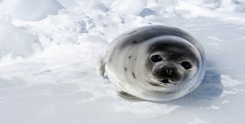 Animals at the extremes: polar biology: Animals at the extremes:  Humans  in polar regions - OpenLearn - Open University