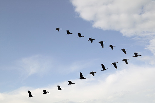 A flock of geese flying across the sky in a V-shaped formation.