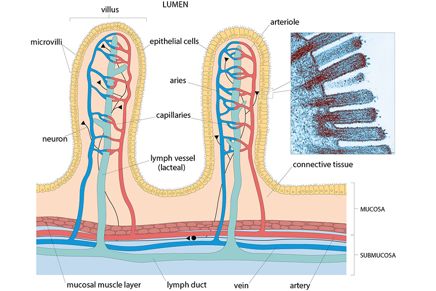 Histology Microscopy Anatomy And Disease Week 3 Figure 3 Schematic Histology Microscopy Anatomy And Disease Week 3 Figure 3 Schematic