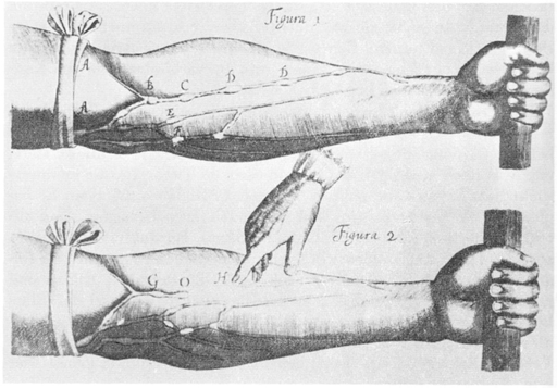 Engraved illustration showing the veins in the forearm and the action of the blood flow.