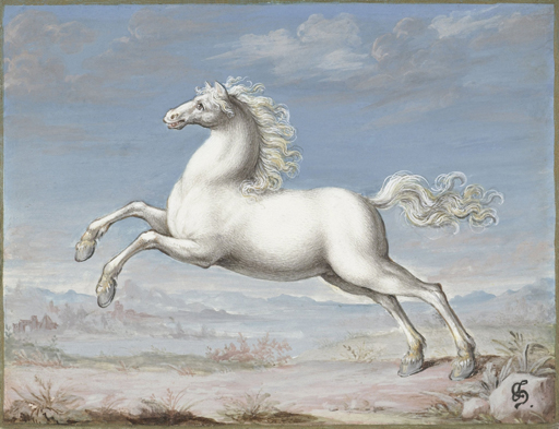 Painting of a white horse by Joris Hoefnagel.