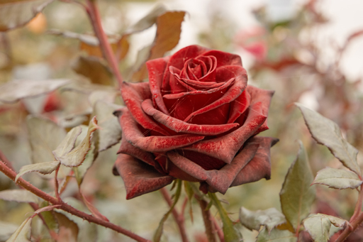 Rose touched by frost.