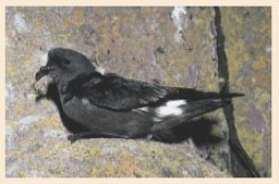 A picture of a Storm Petrel. This is a relatively small bird with predominantly black feathers.
