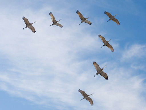 Seven large birds fly in a v-shaped formation. A single bird leads with the others following.