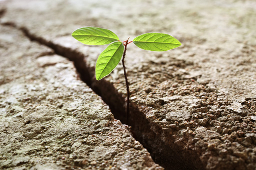 A seedling with three green leaves emerges from a crack in some concrete.