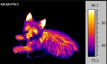An image of a terrier is taken in the infrared.