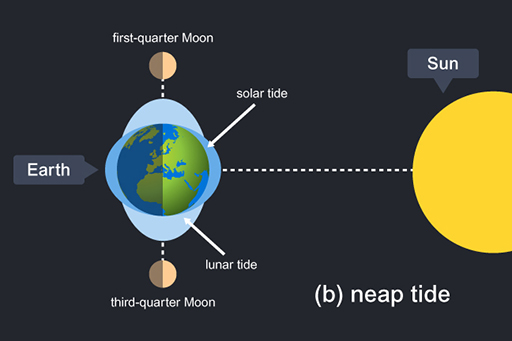 This is a diagram showing neap tide.
