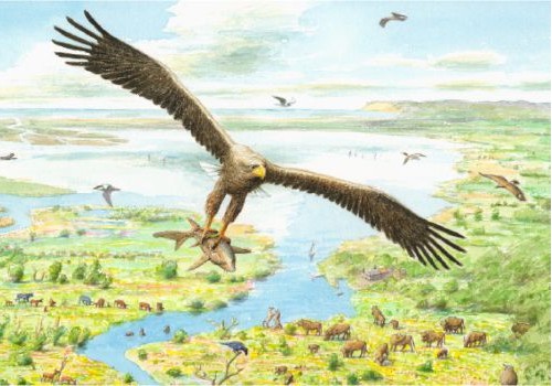 Rewilding Europe Learning Hub