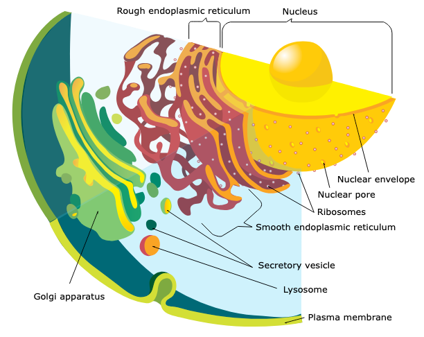 Figure: Endomembrane system diagram